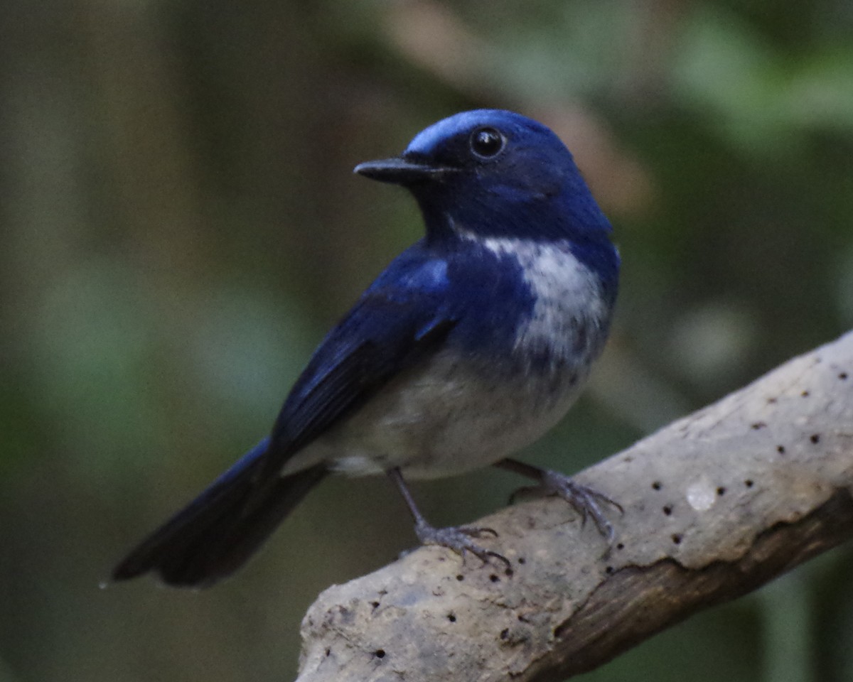 Hainan Blue Flycatcher - Volkov Sergey