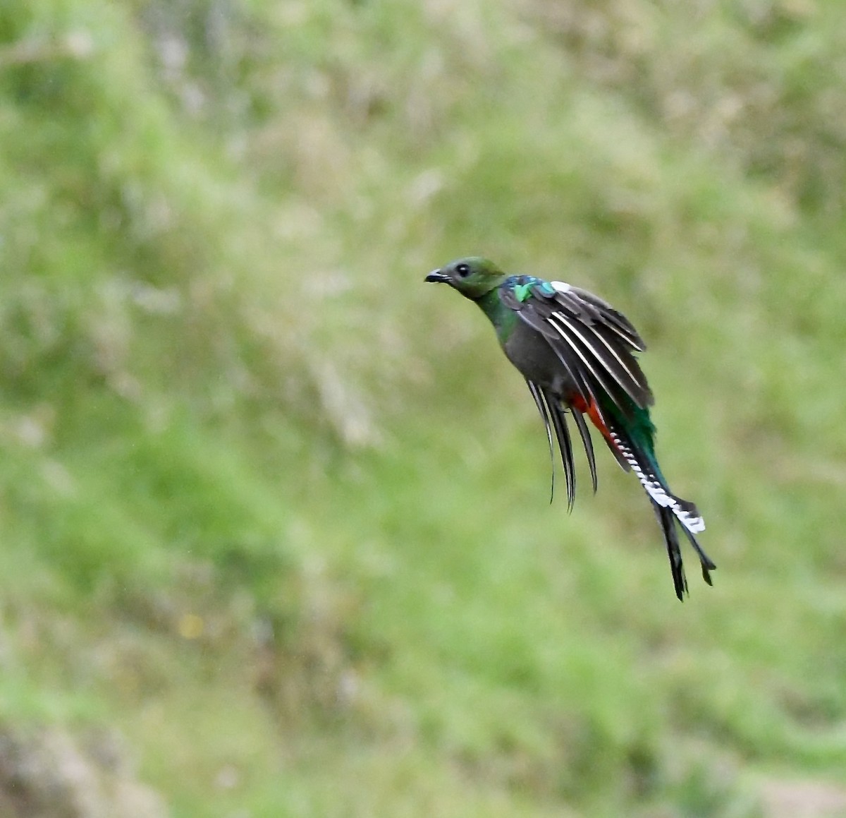 Resplendent Quetzal - mark perry