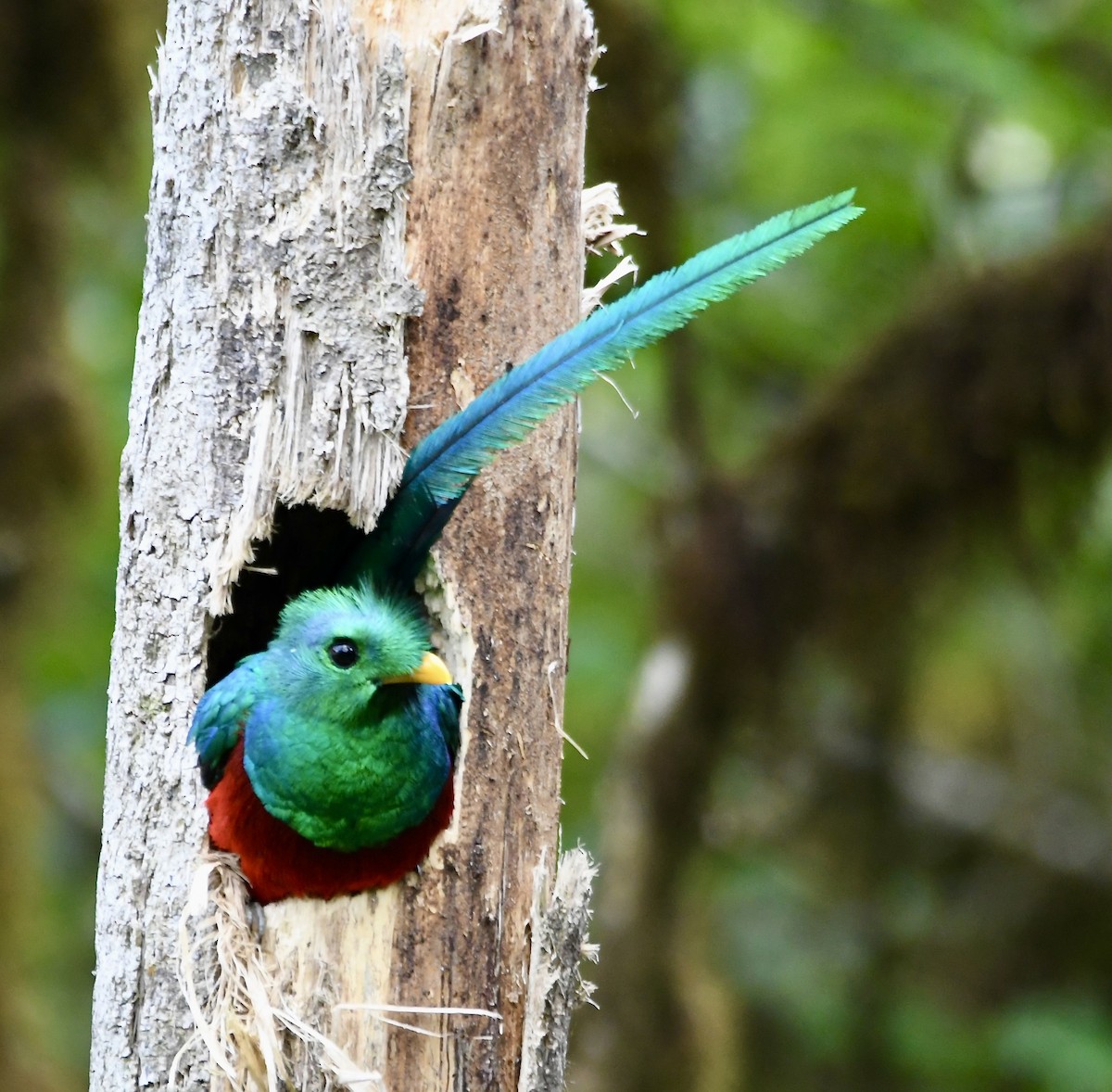 Resplendent Quetzal - mark perry