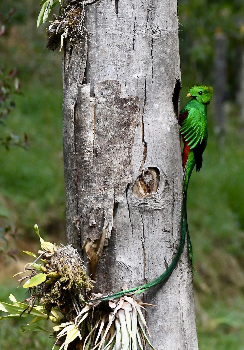 Resplendent Quetzal - mark perry