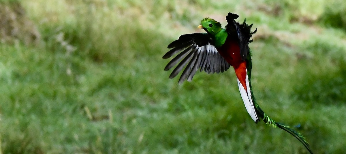 Resplendent Quetzal - mark perry