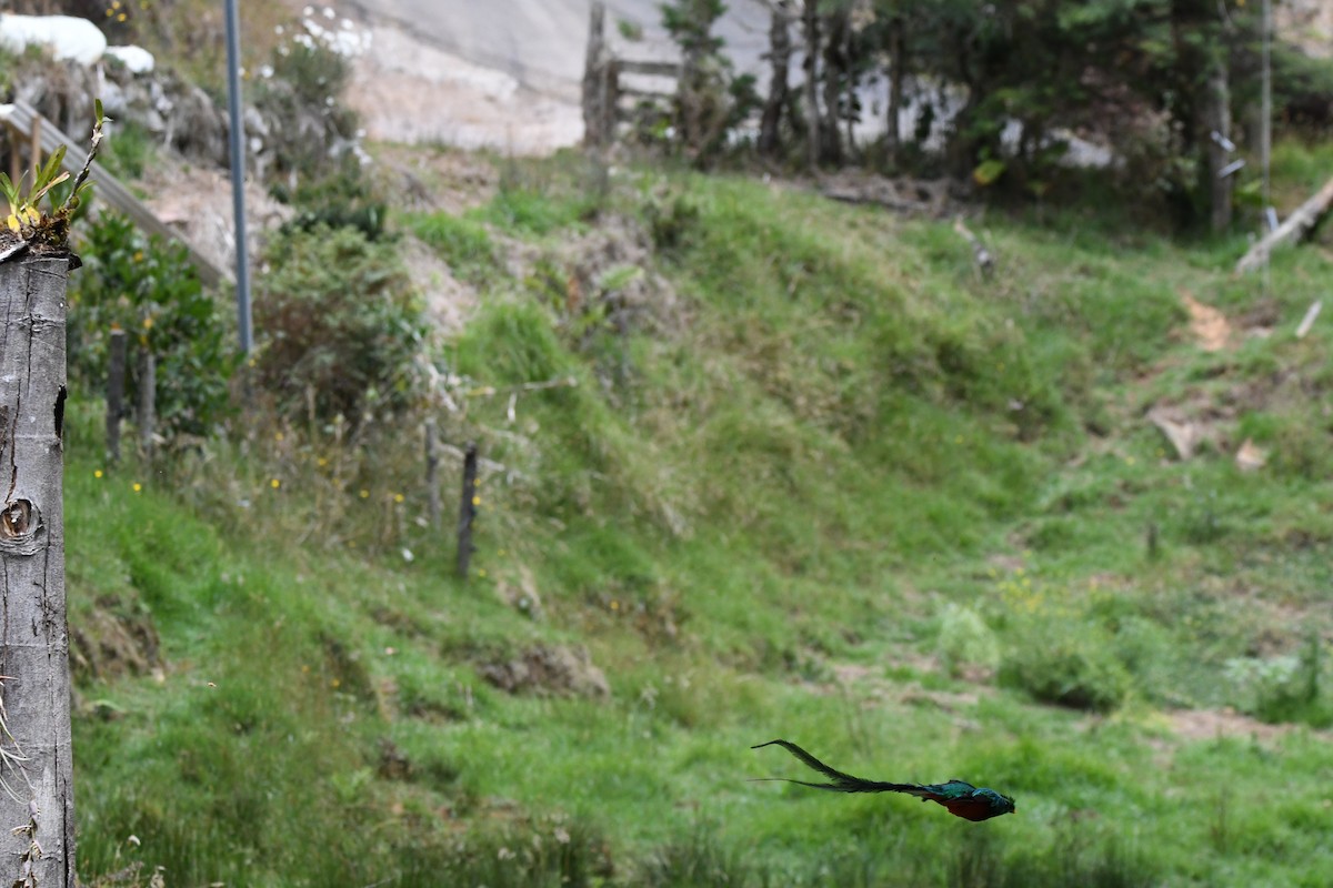 Resplendent Quetzal - mark perry