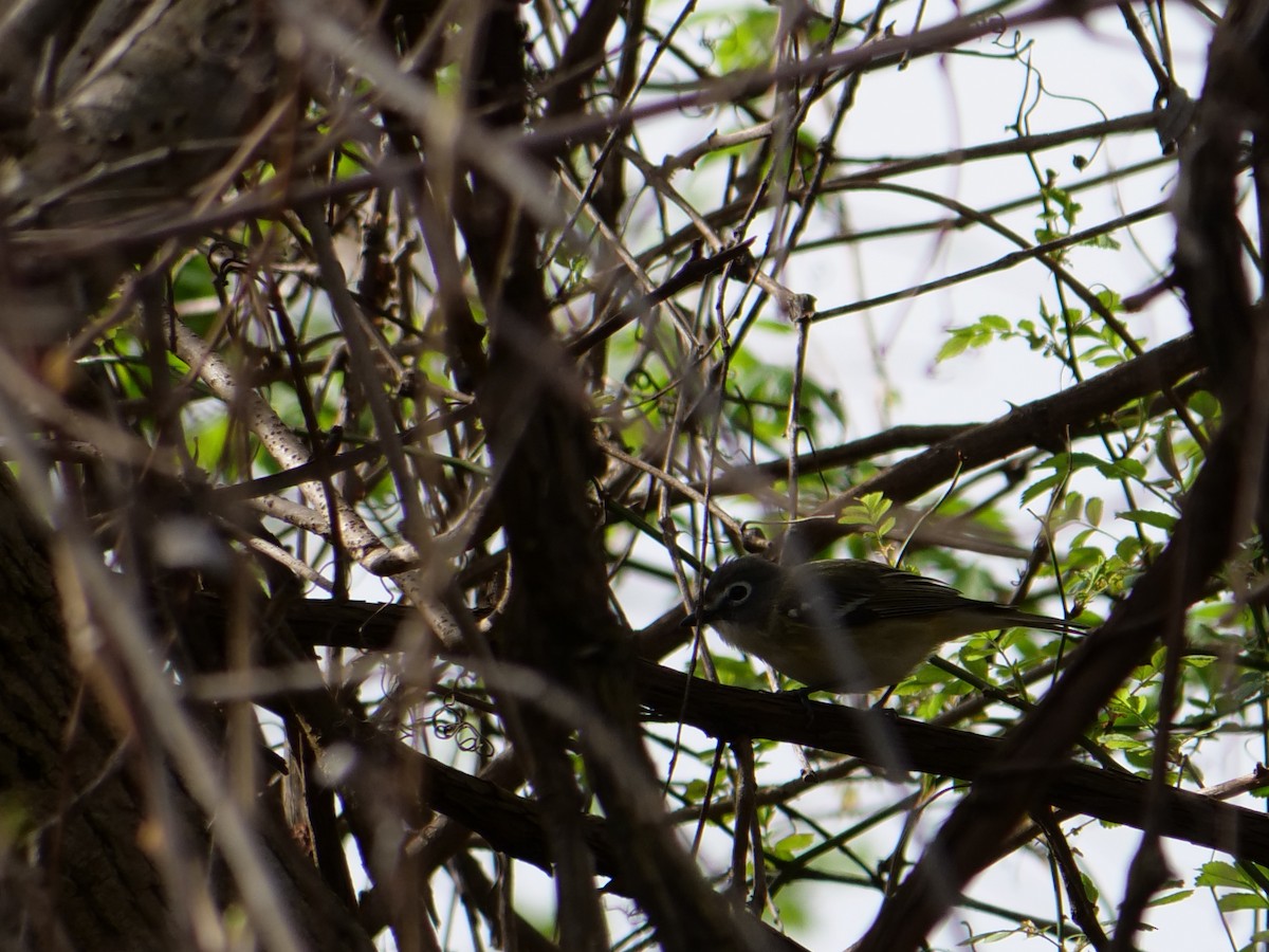 Blue-headed Vireo - Bob Izumi