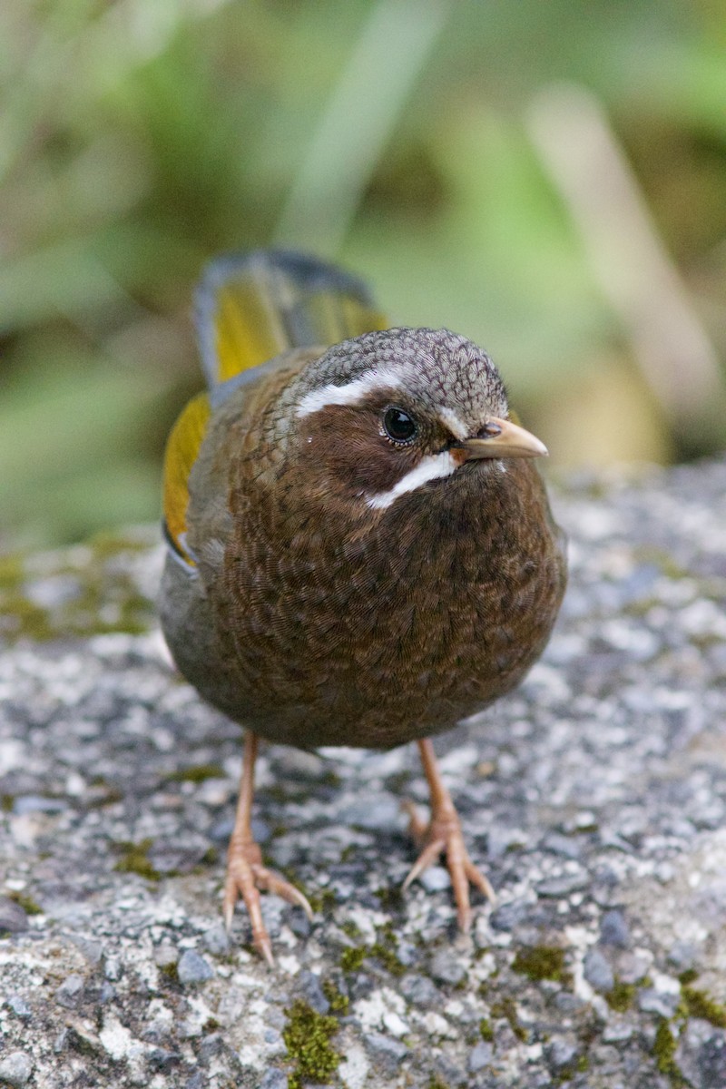 White-whiskered Laughingthrush - Alex Lin-Moore