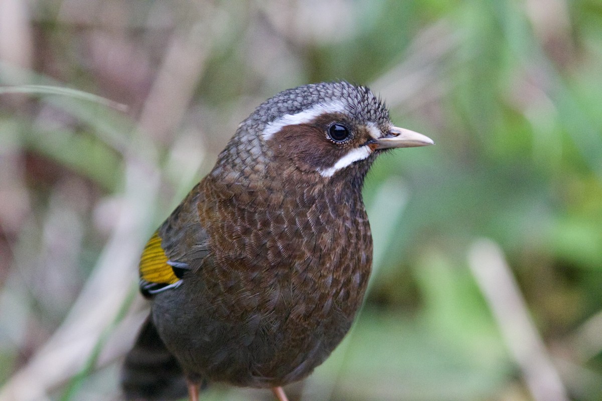 White-whiskered Laughingthrush - ML619458091