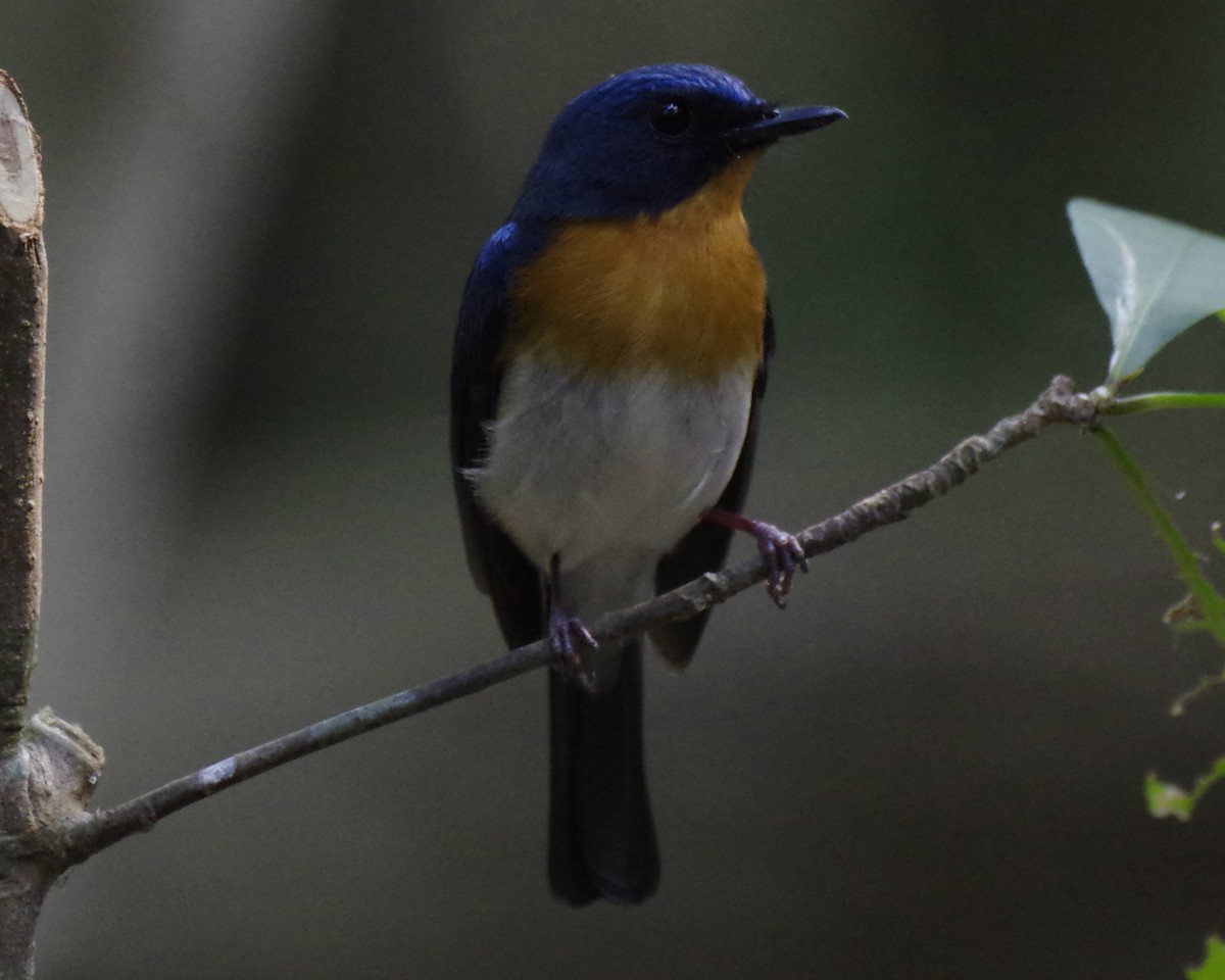 Indochinese Blue Flycatcher - ML619458093