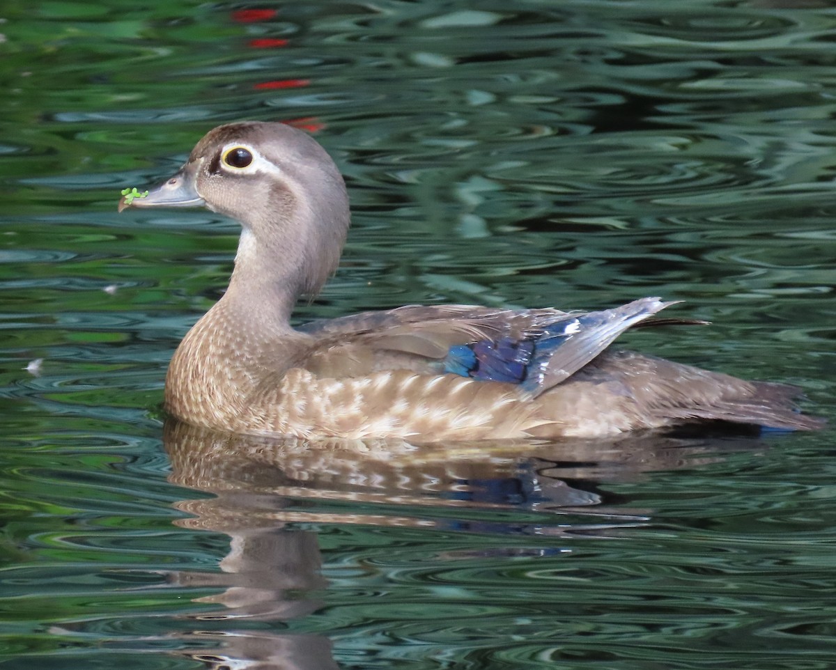 Wood Duck - Laurie Witkin