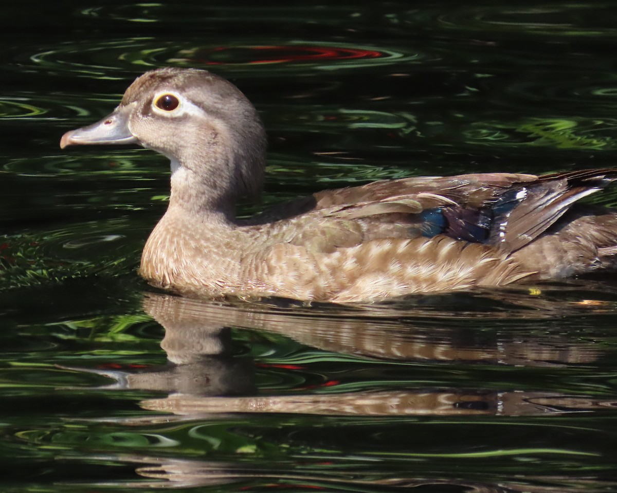 Wood Duck - Laurie Witkin