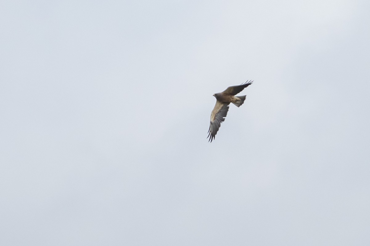 Swainson's Hawk - Joshua Covill