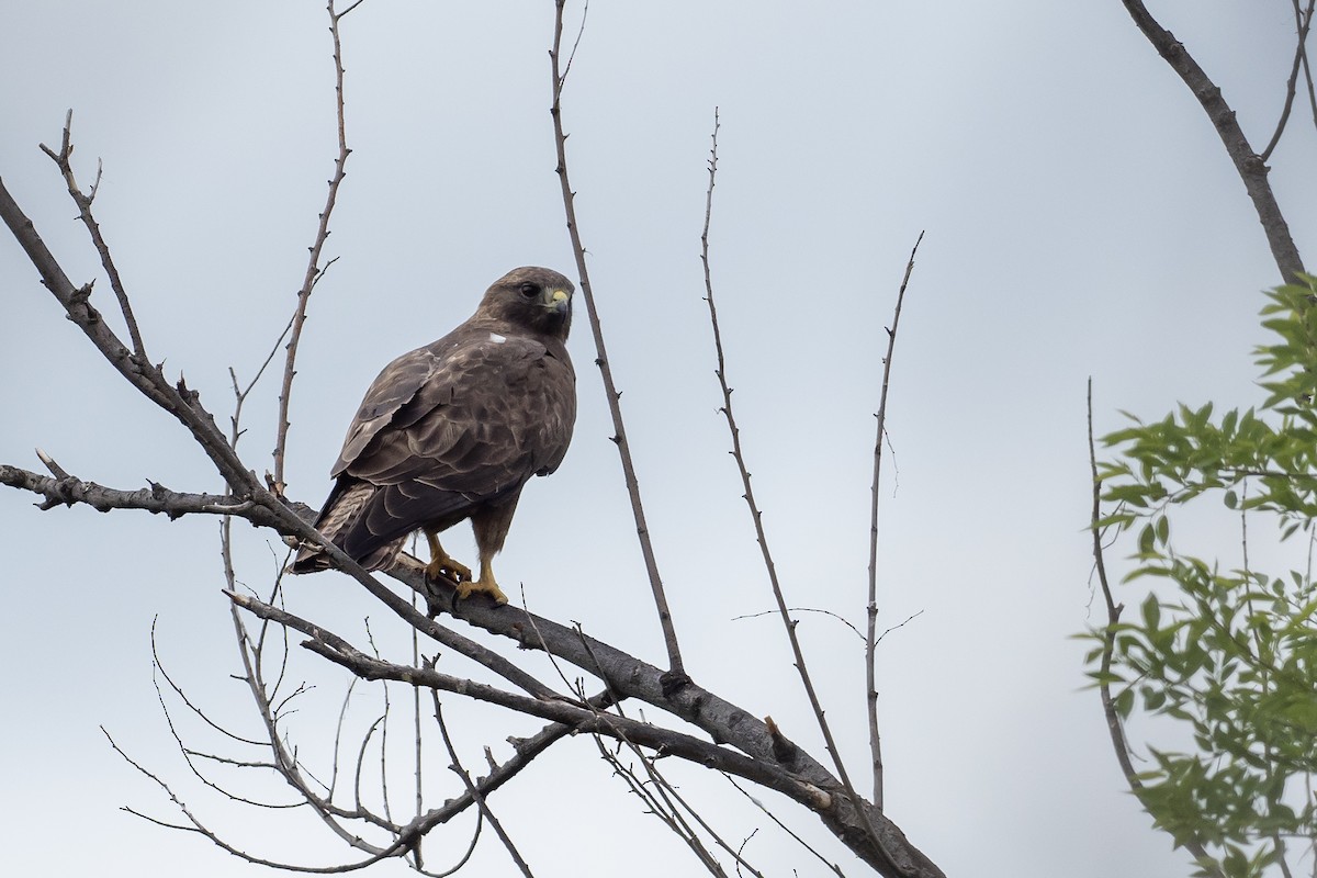 Swainson's Hawk - Joshua Covill