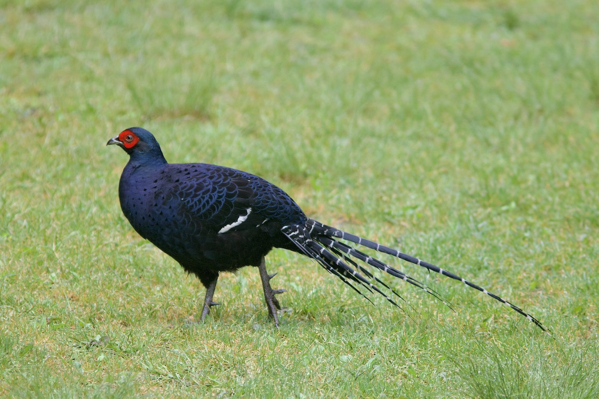 Mikado Pheasant - Alex Lin-Moore