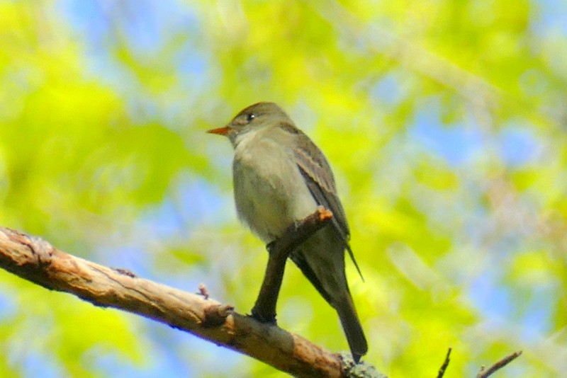 Eastern Wood-Pewee - Brad Woodward