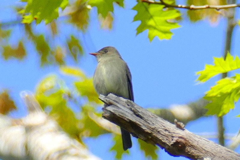 Eastern Wood-Pewee - Brad Woodward