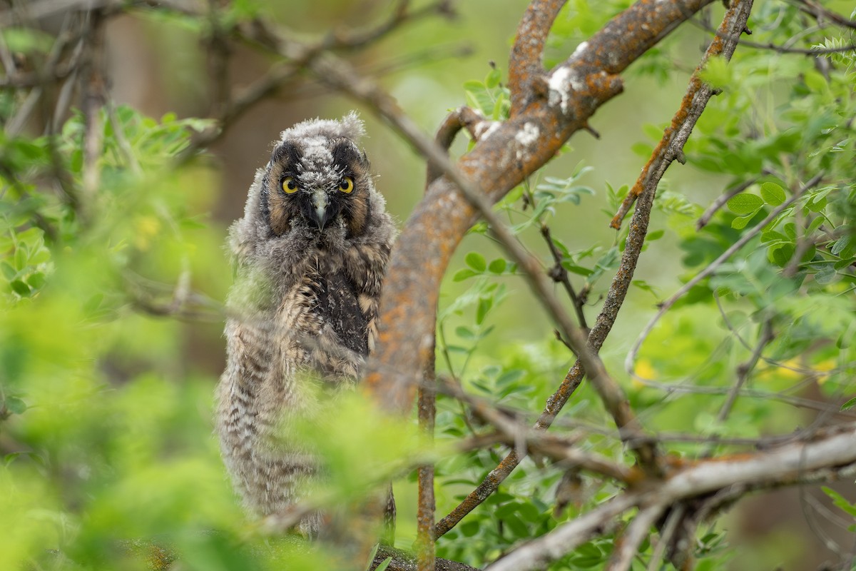 Long-eared Owl - Joshua Covill