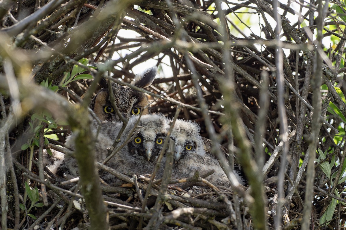 Long-eared Owl - Joshua Covill