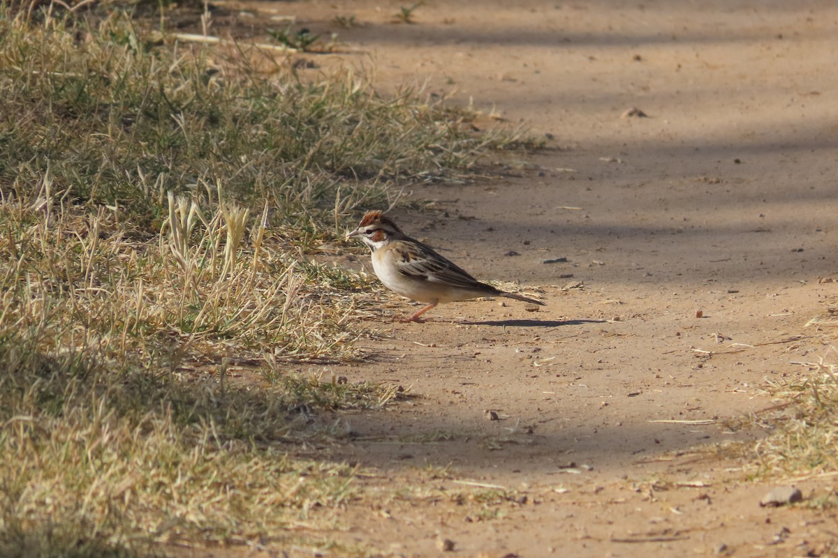 Lark Sparrow - David Brinkman