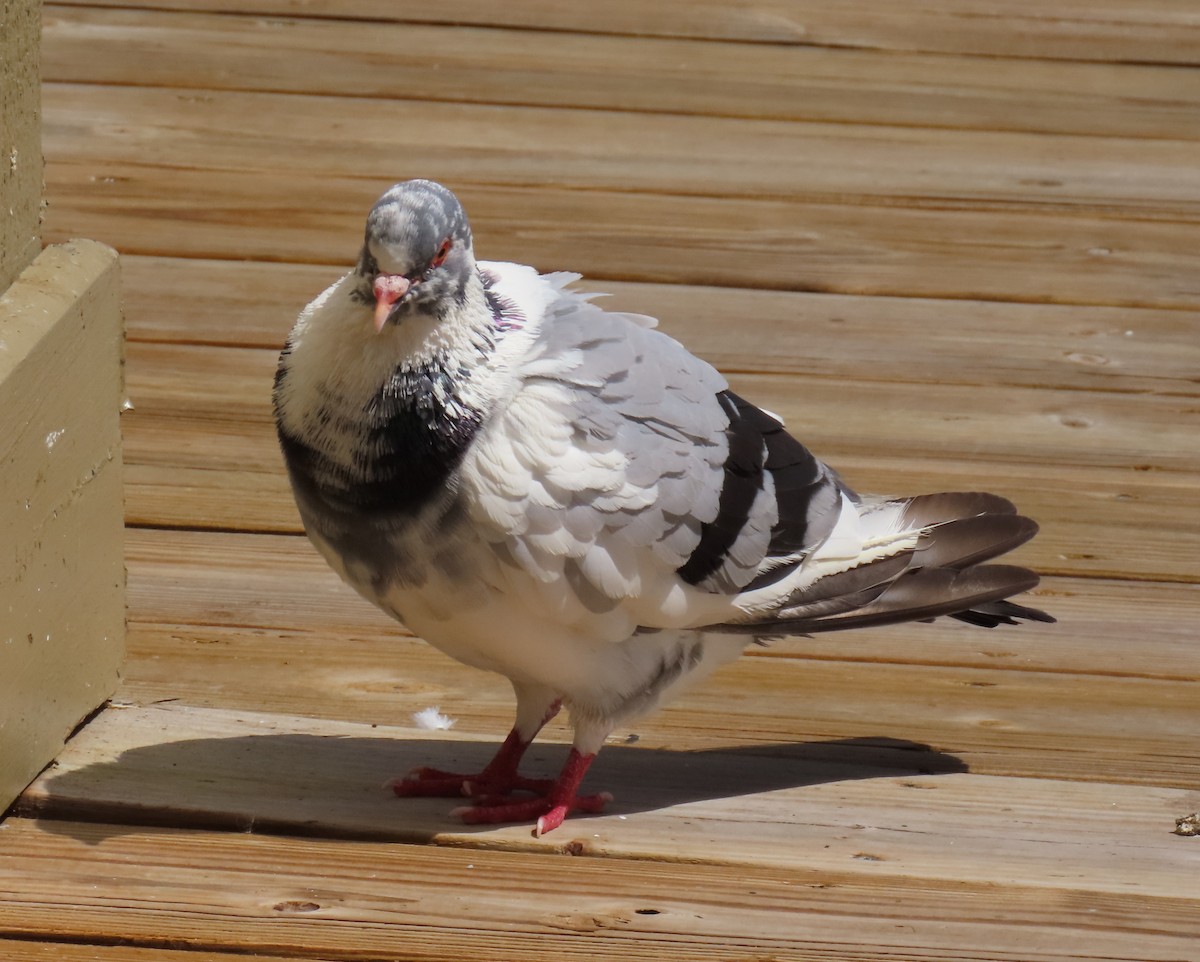 Rock Pigeon (Feral Pigeon) - Laurie Witkin