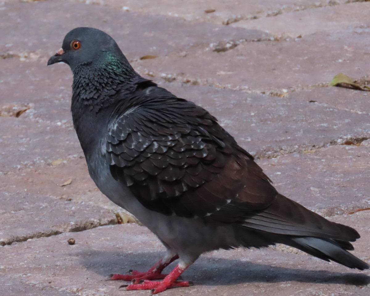 Rock Pigeon (Feral Pigeon) - Laurie Witkin