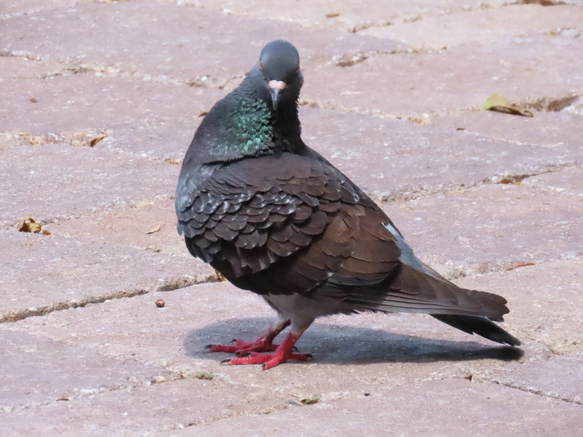 Rock Pigeon (Feral Pigeon) - Laurie Witkin