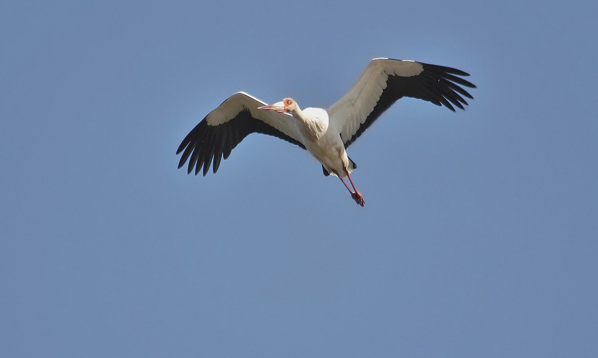 Maguari Stork - Adrián Braidotti