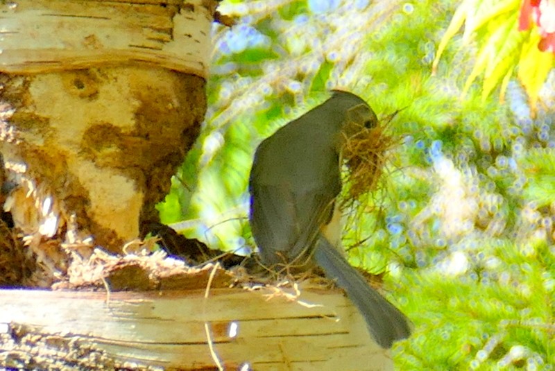 Tufted Titmouse - Brad Woodward