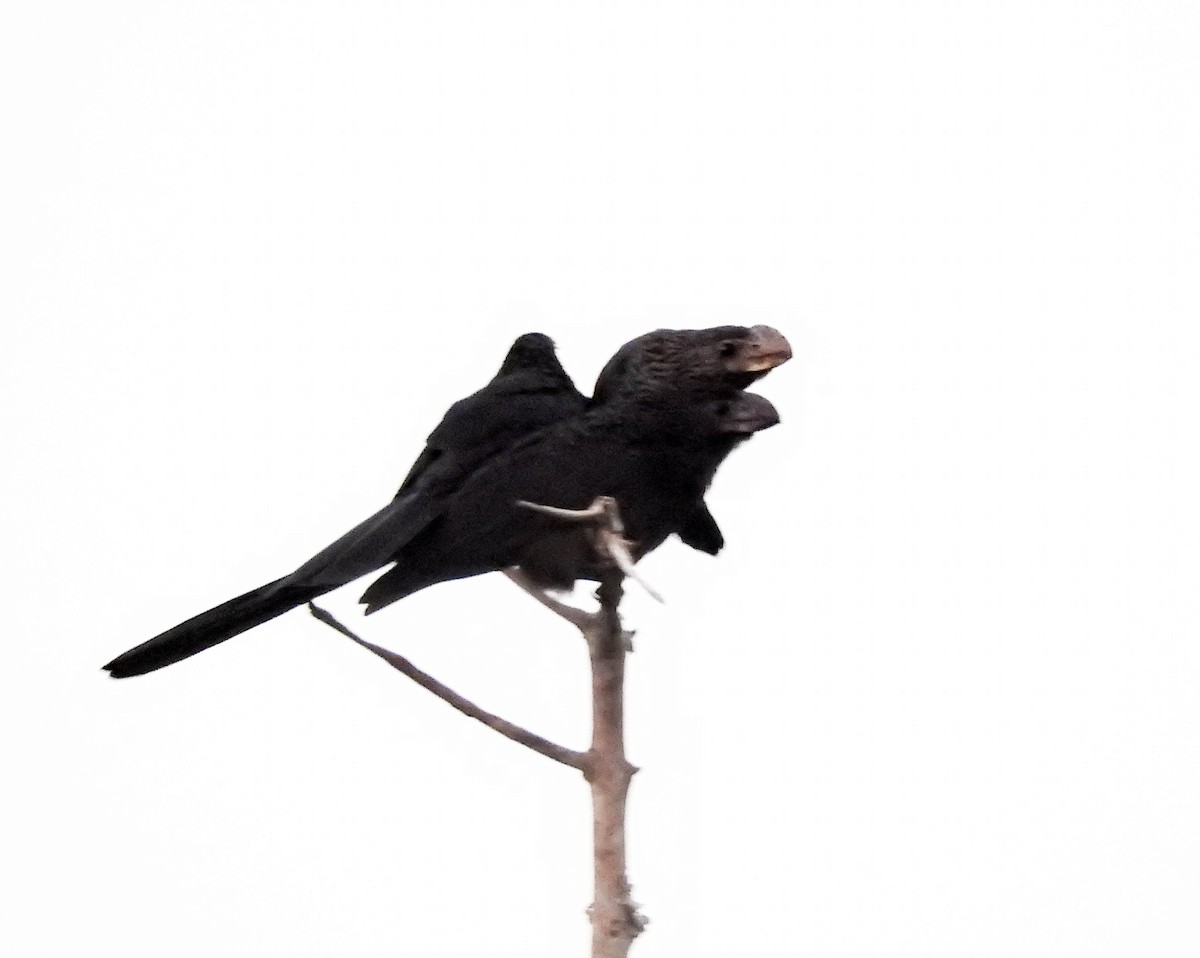 Smooth-billed Ani - ML619458152