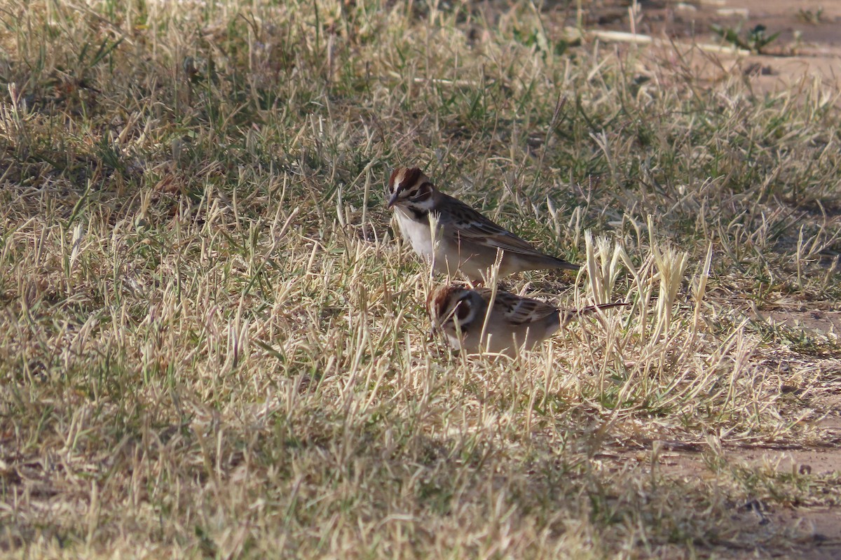 Lark Sparrow - David Brinkman