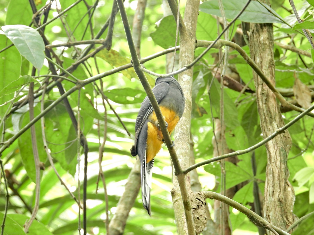 trogon běloocasý - ML619458160