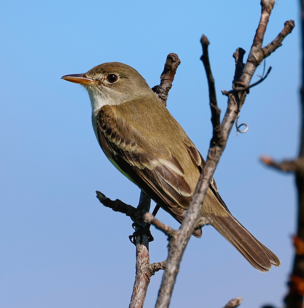 Willow Flycatcher - Randall Everts