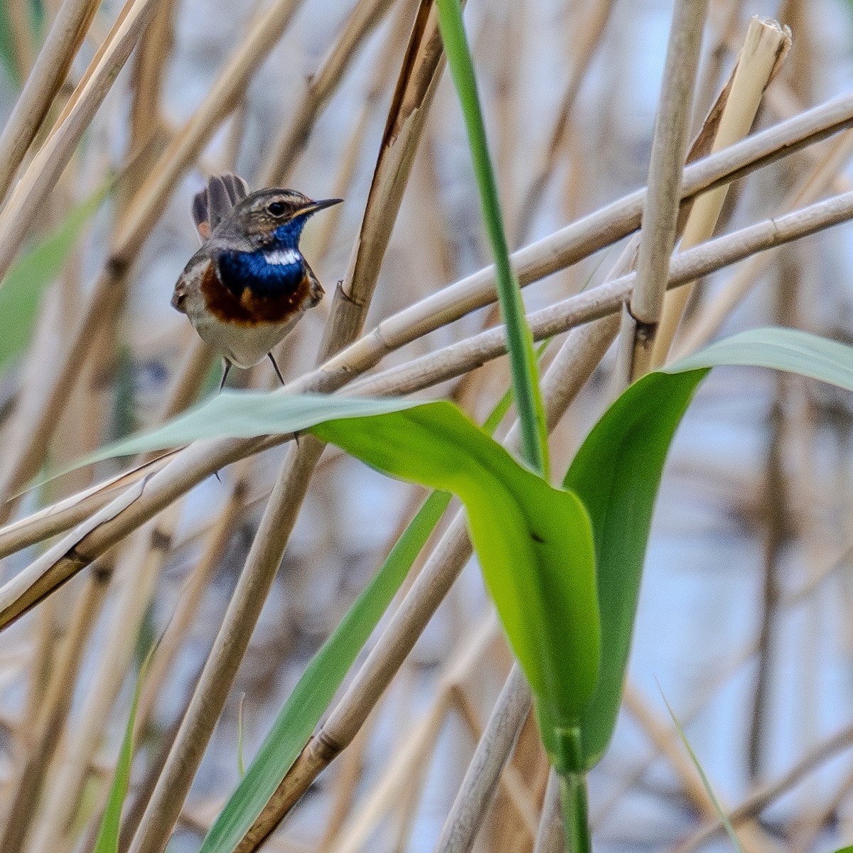 Bluethroat - ML619458170