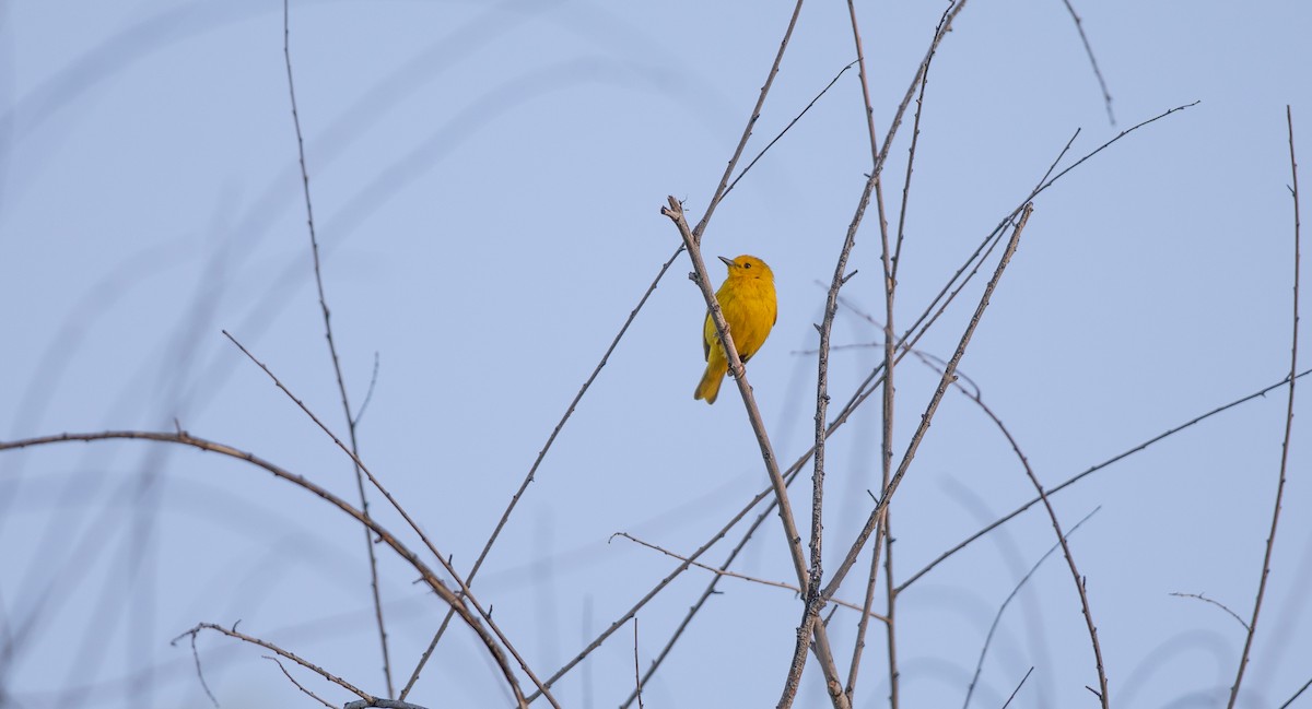 Yellow Warbler (Northern) - Michael Sadat
