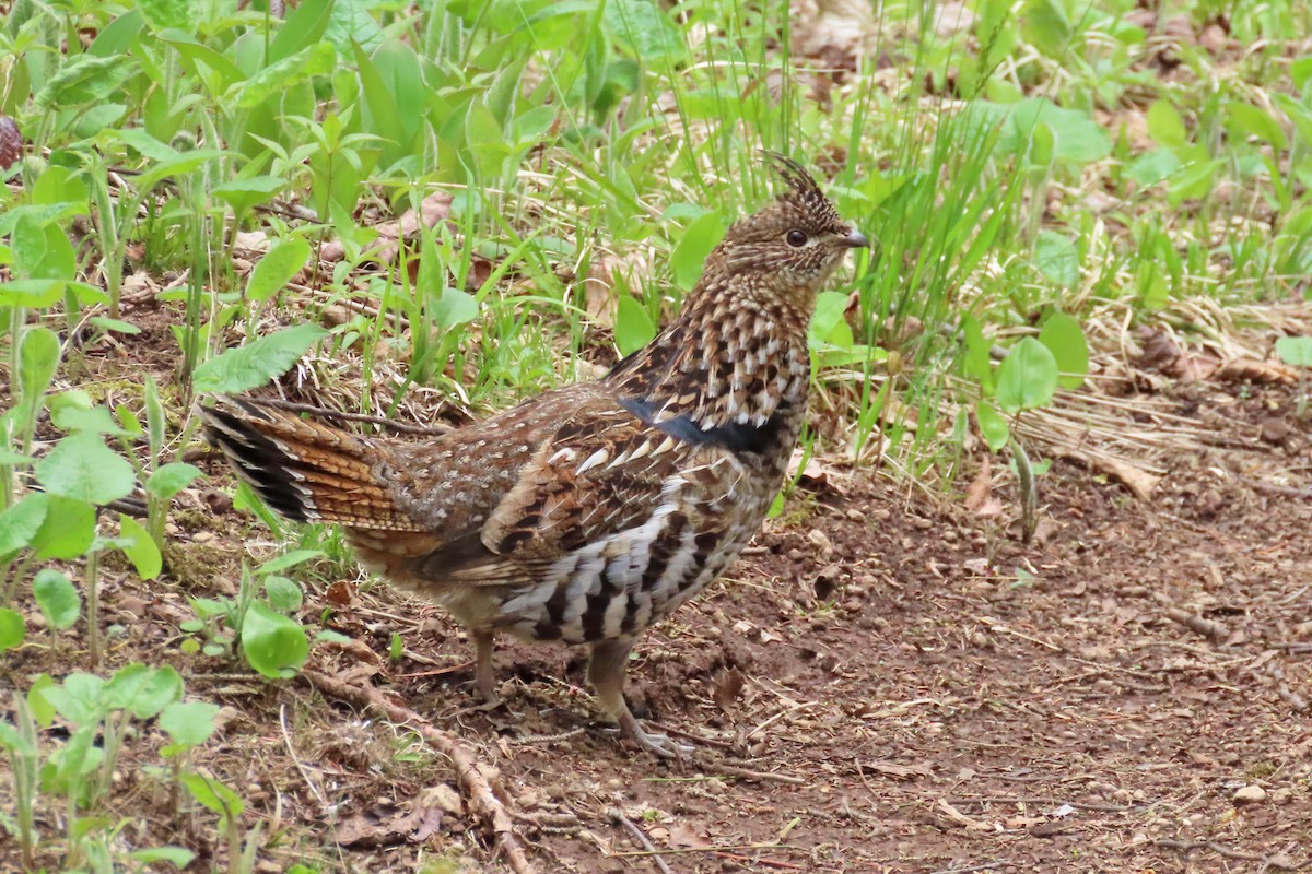 Ruffed Grouse - John Zakelj