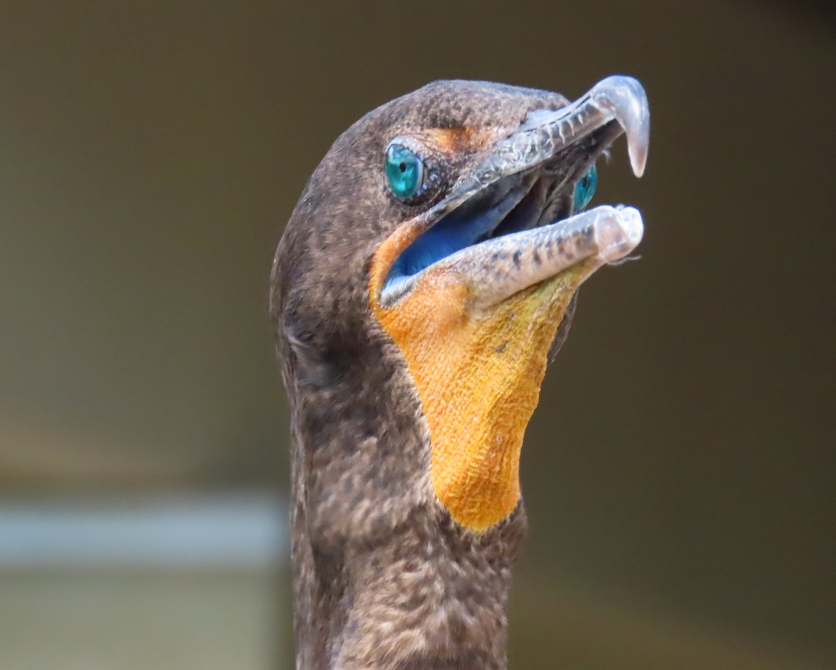 Double-crested Cormorant - Laurie Witkin