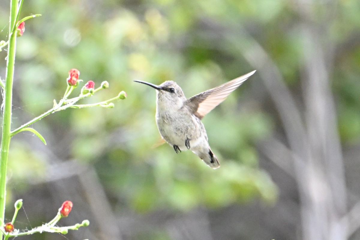 Costa's Hummingbird - John Dumlao