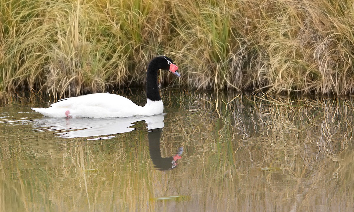 Black-necked Swan - Adrián Braidotti