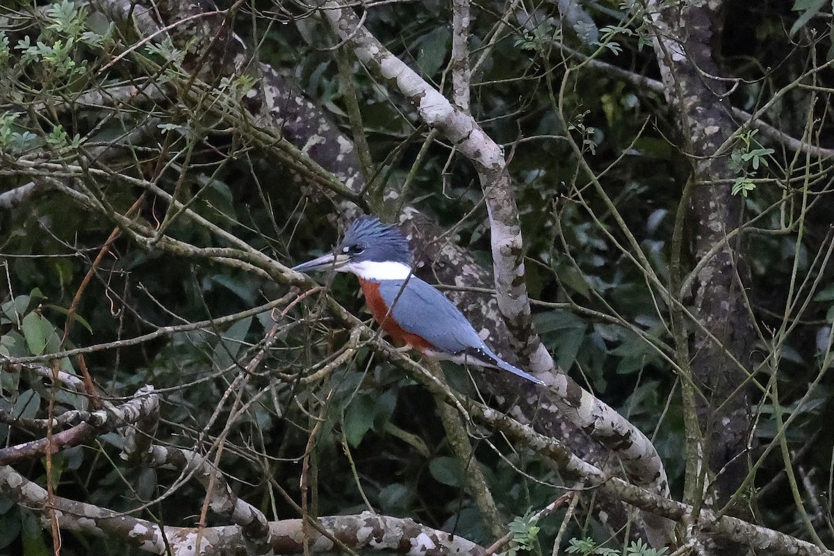 Ringed Kingfisher - Hubert Stelmach