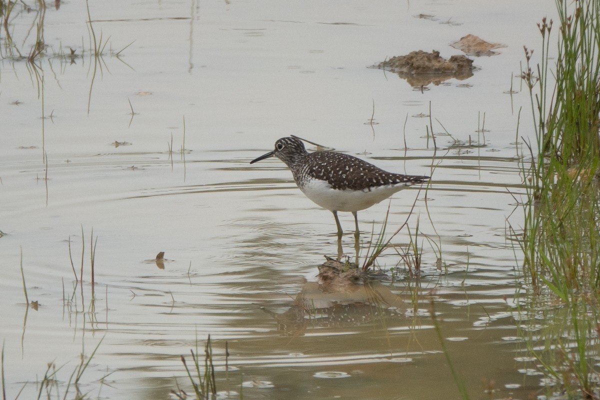 Solitary Sandpiper - Marilyn Henry