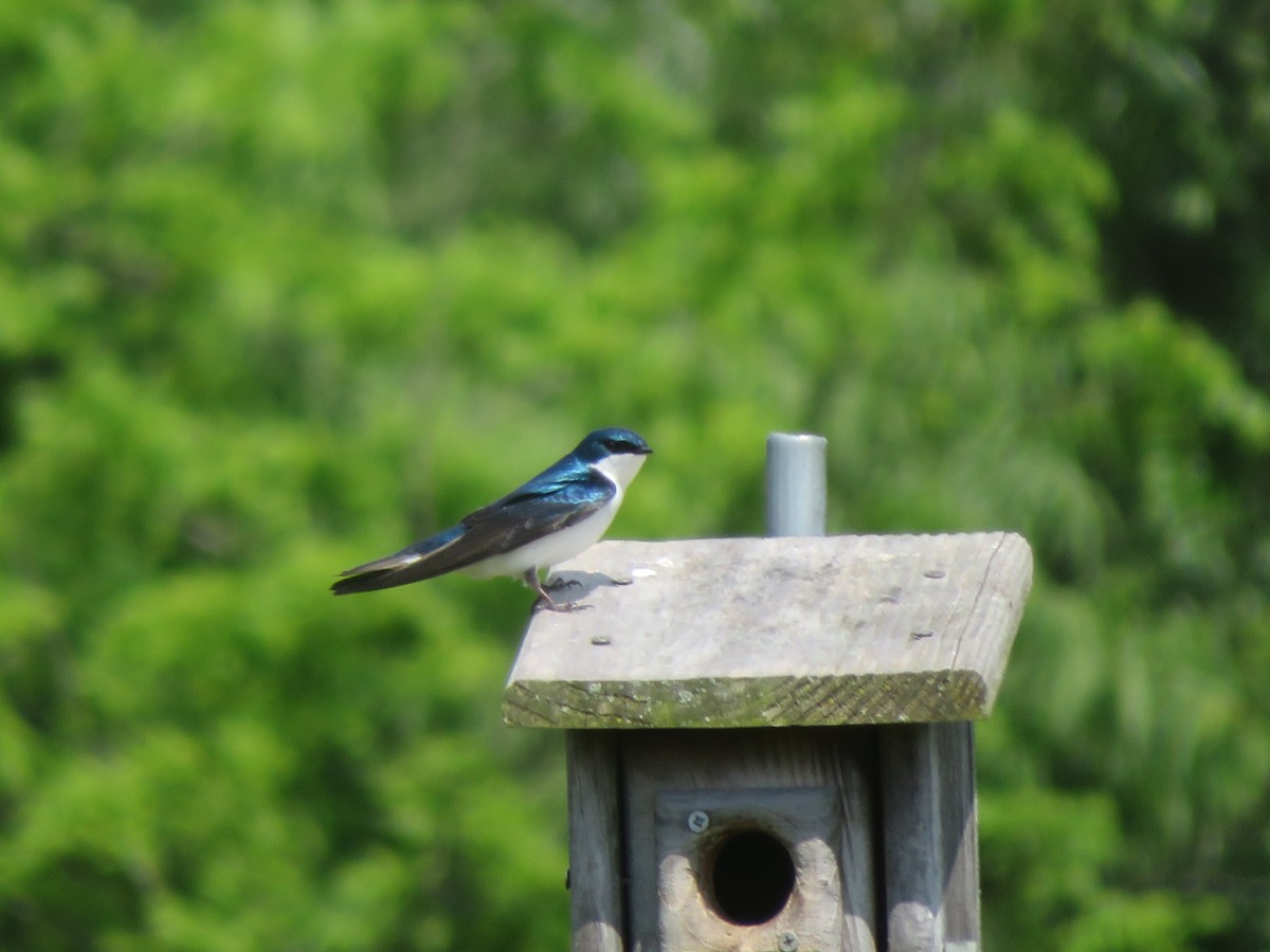 Tree Swallow - ML619458223