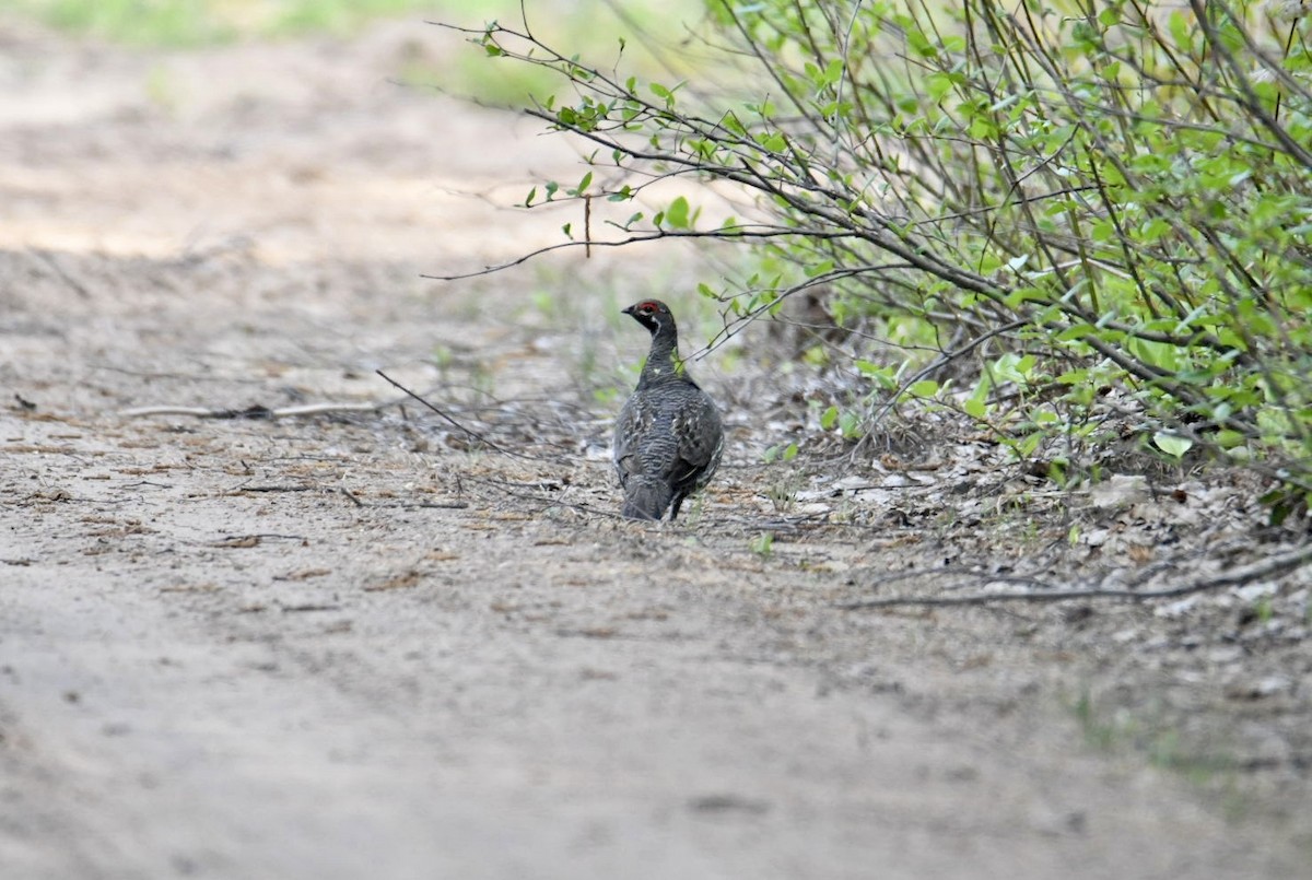 Spruce Grouse - Ezekiel Dobson