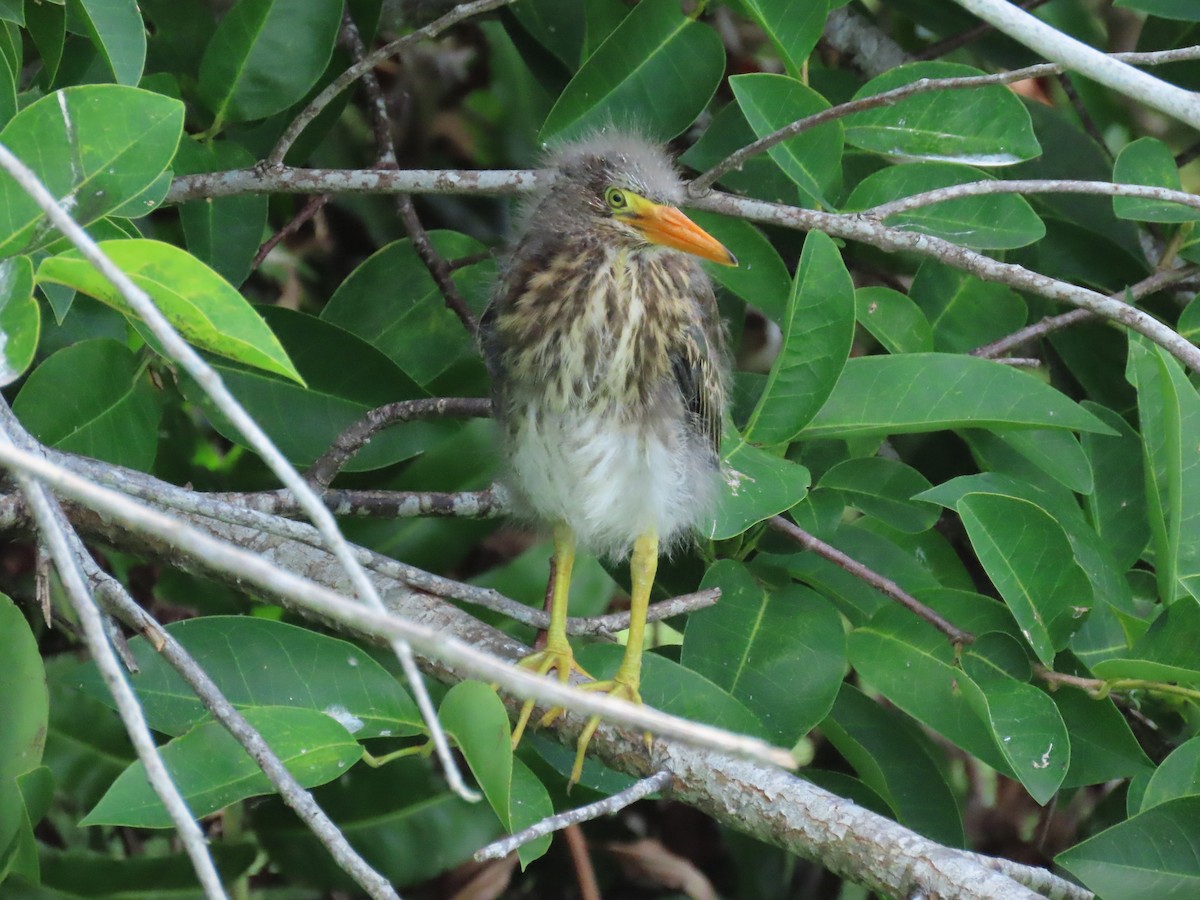 Green Heron - Laurie Witkin