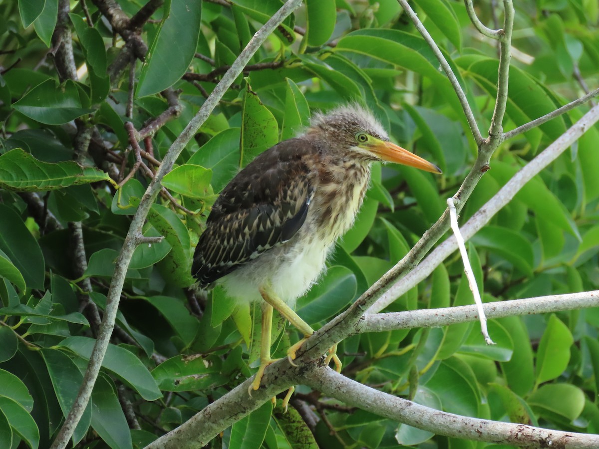 Green Heron - Laurie Witkin