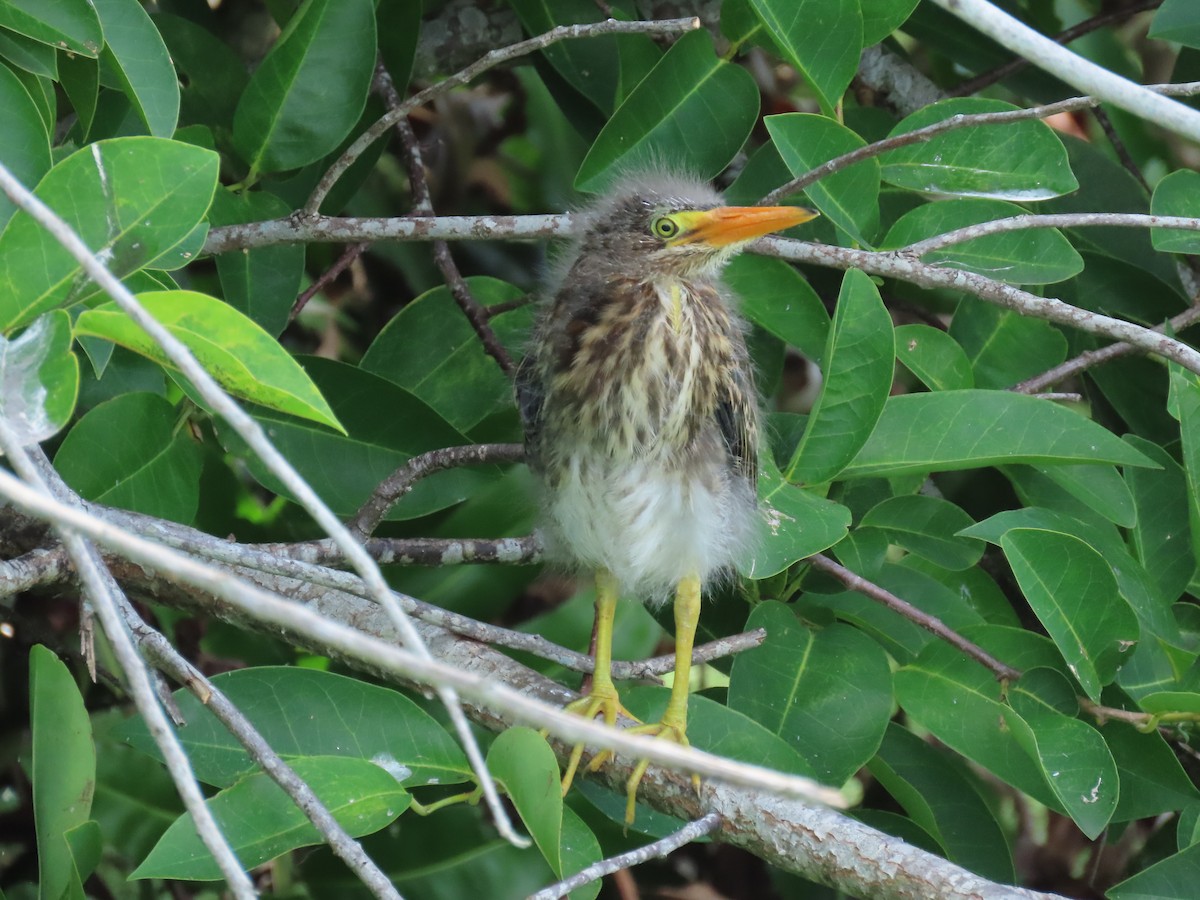 Green Heron - Laurie Witkin