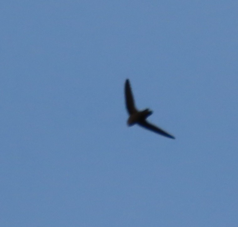 Chimney Swift - Bill Wright_cc