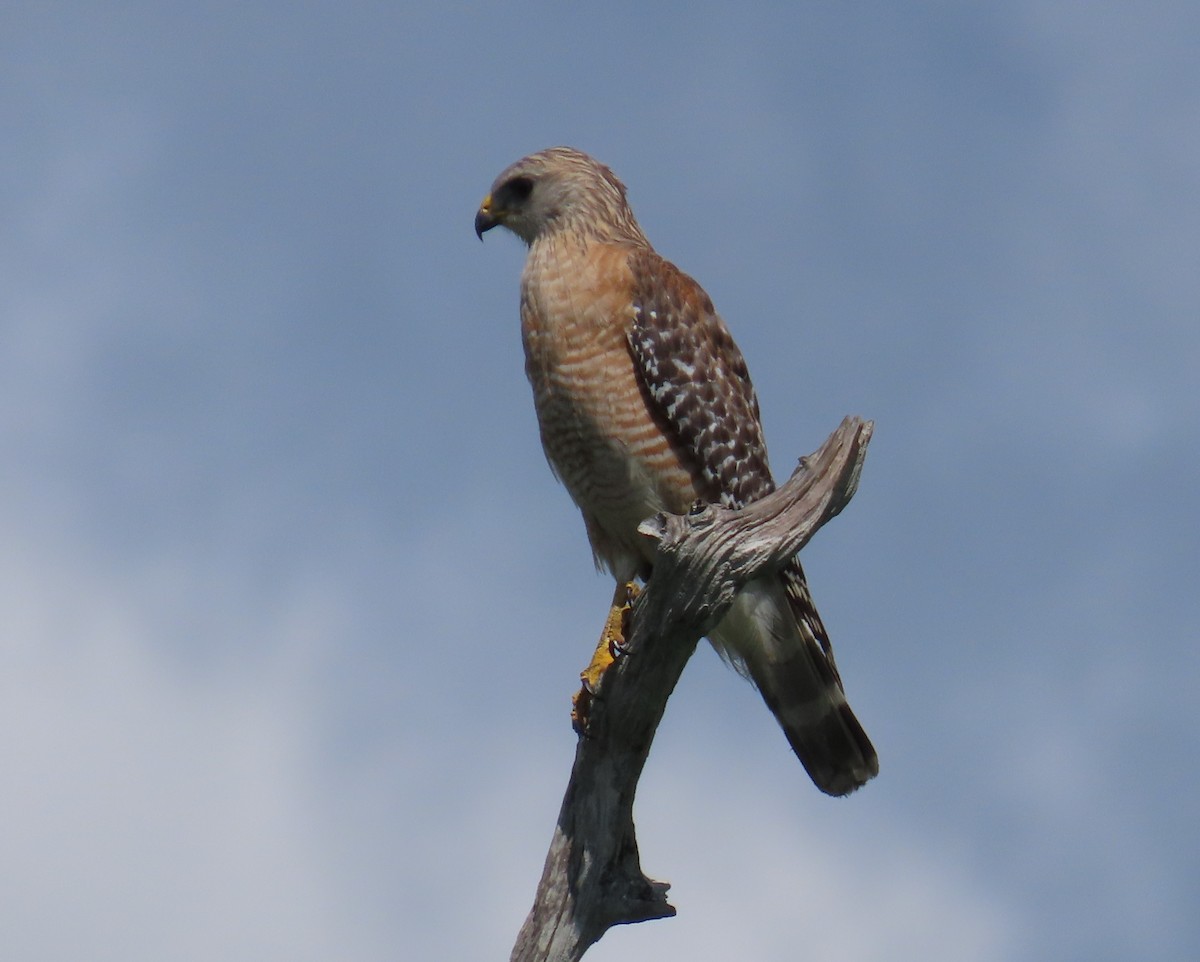 Red-shouldered Hawk - Laurie Witkin