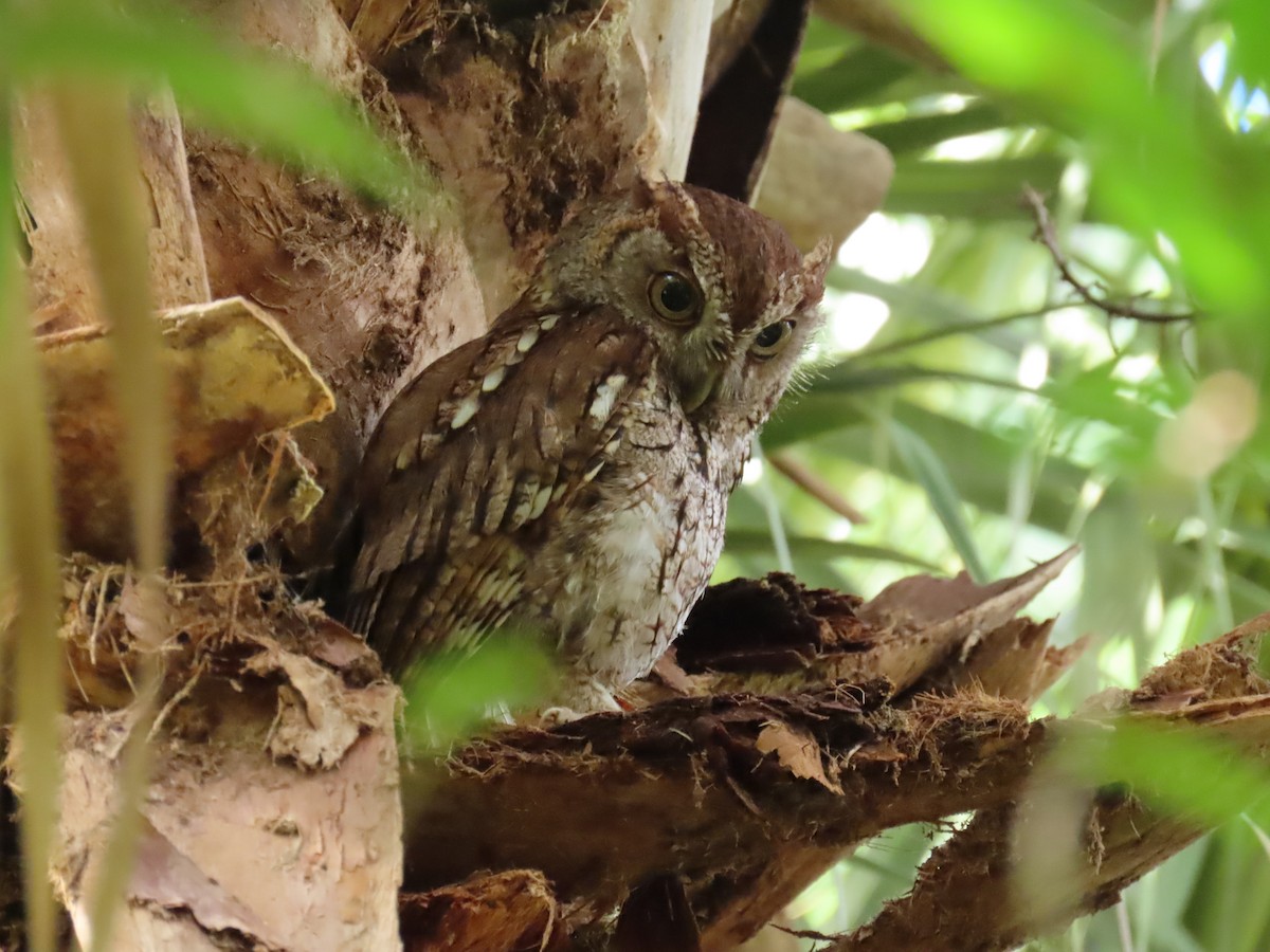 Eastern Screech-Owl - Laurie Witkin