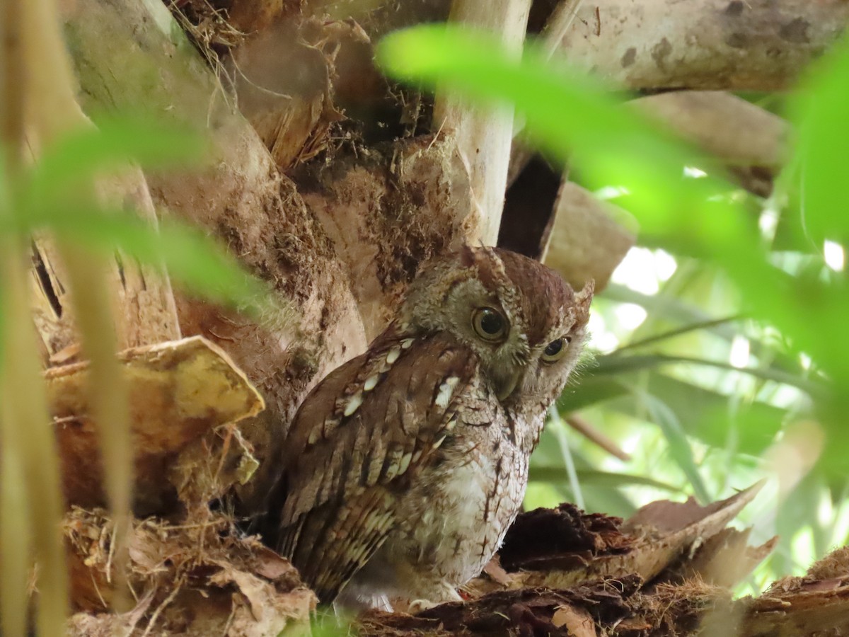 Eastern Screech-Owl - Laurie Witkin