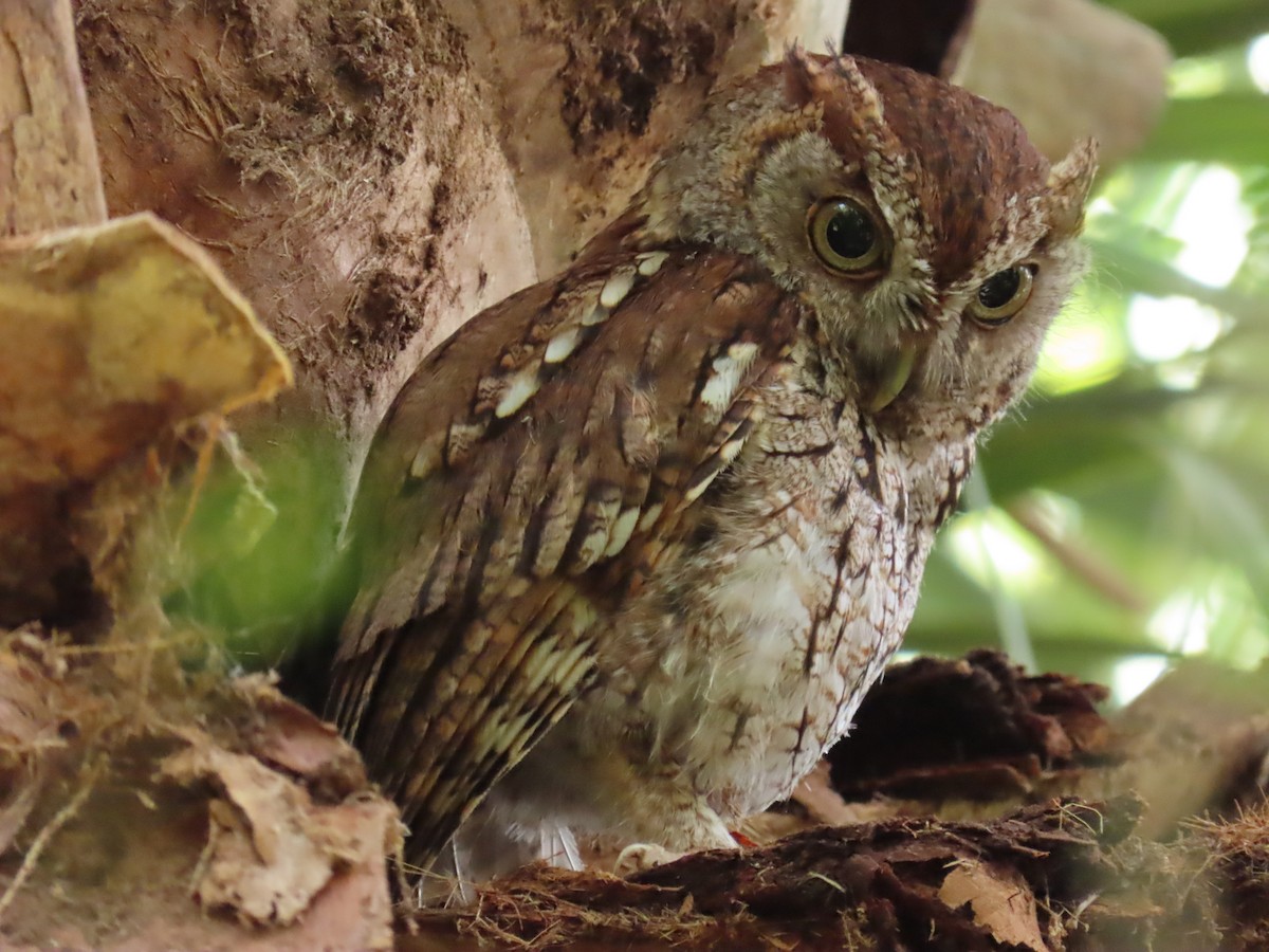 Eastern Screech-Owl - Laurie Witkin