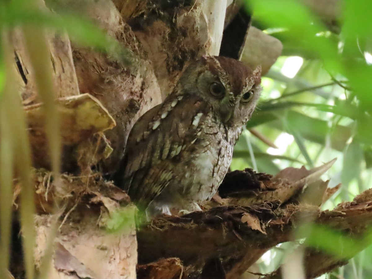 Eastern Screech-Owl - Laurie Witkin