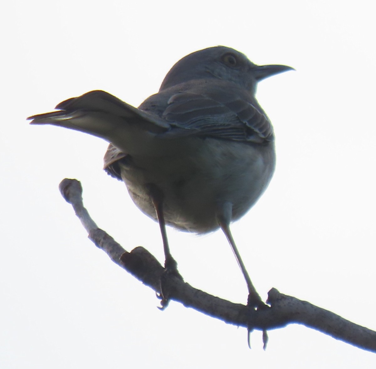 Northern Mockingbird - Bill Wright_cc