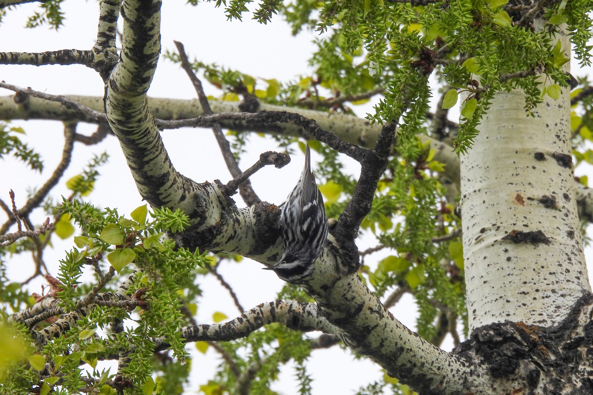 Black-and-white Warbler - dan spivak